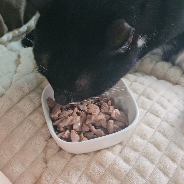 입맛 까다로운 고양이 습식사료 찾기 대소동(이나바/힐스/로얄캐닌/퓨리나)