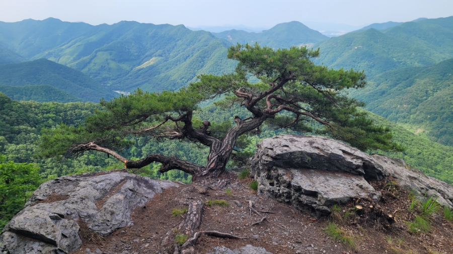들꽃세상 사진 4