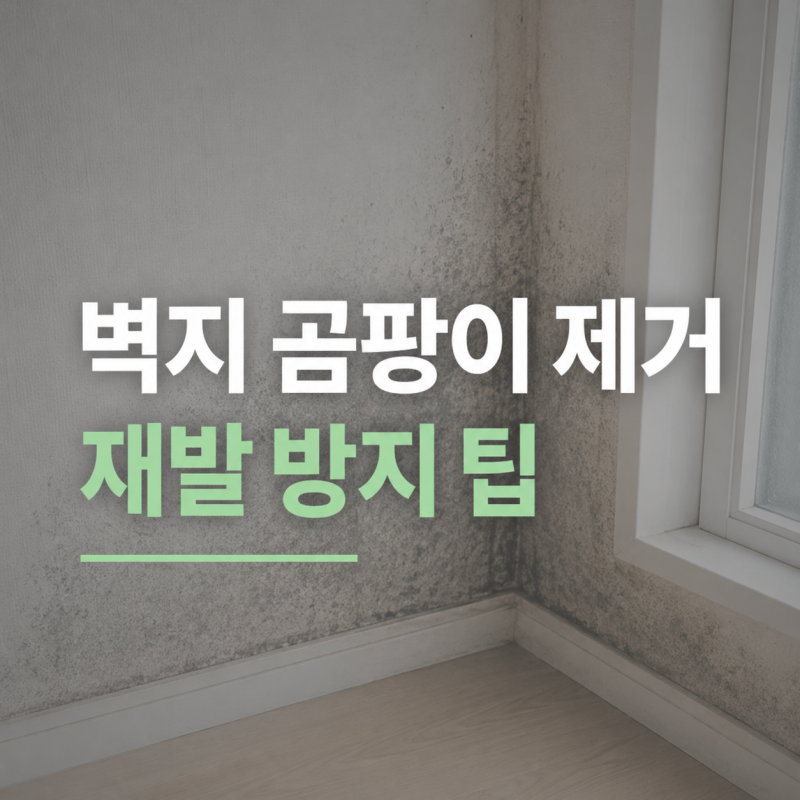 벽지 곰팡이 제거 방법과 재발 방지 팁