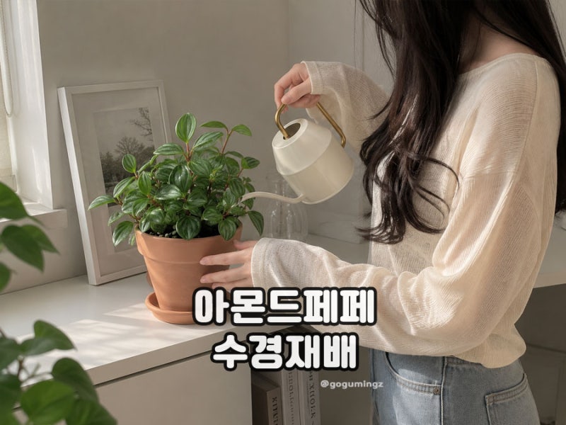 아몬드페페 수경재배 키우기와 번식 방법, 꽃말은?