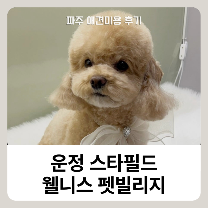파주애견미용 후기, 운정스타필드 웰니스 펫빌리지