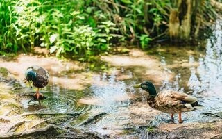  플리트비체 국립공원의 신비로운 푸른 물길 - 스플리트 기반 당일 탐방 가이드