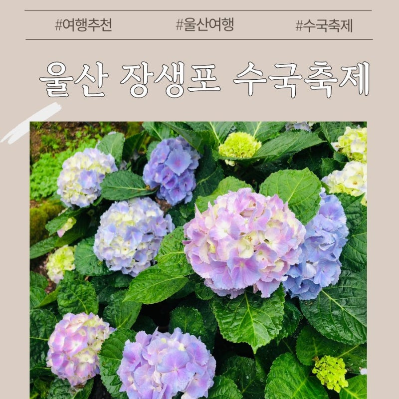 2026 울산 장생포 수국축제 총정리｜일정 주차 위치 포토존까지 완벽 가이드