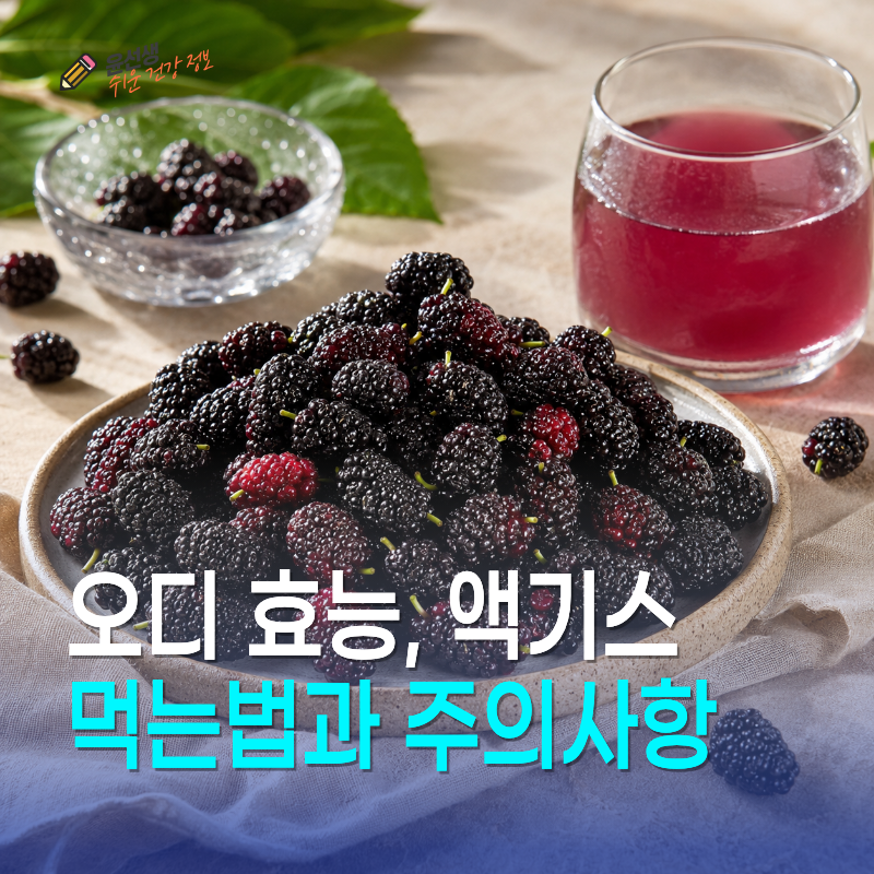 오디 효능, 액기스 먹는법과 부작용 주의사항