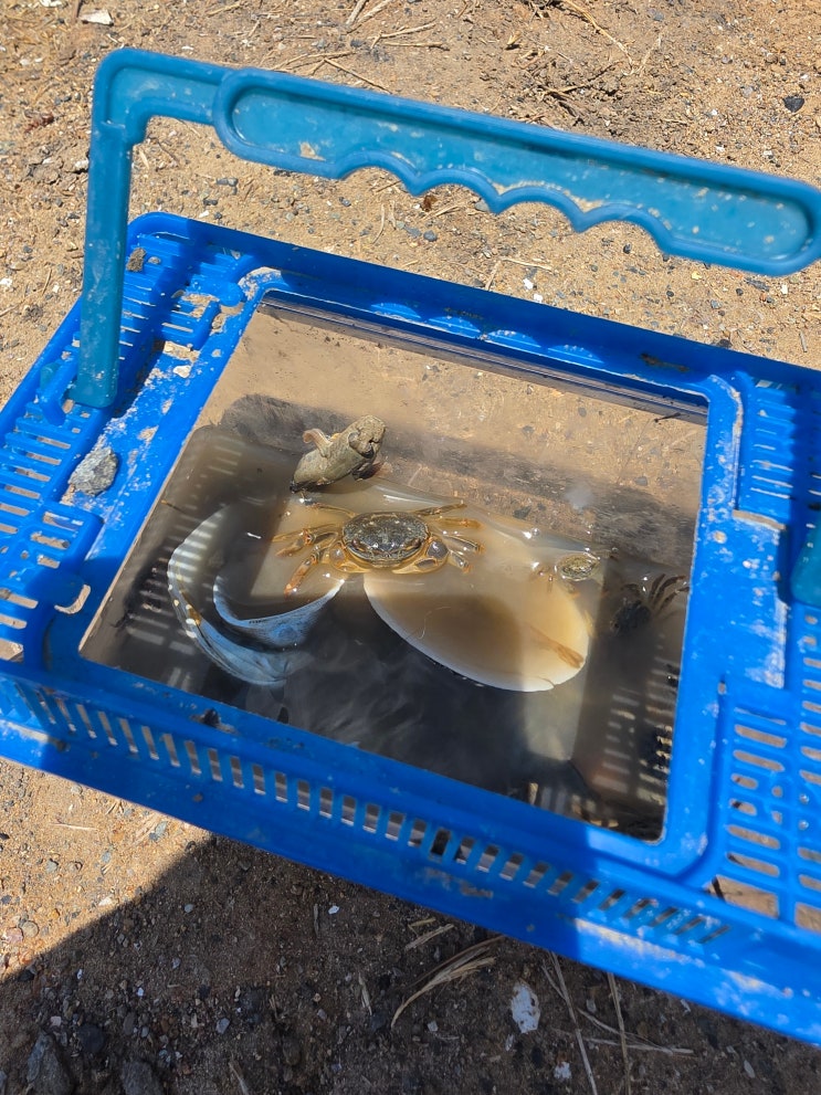  [부산 아이와 가기 좋은] 노지캠핑 차박 가능한 부산 가덕도 동선방조제 해루질 후기