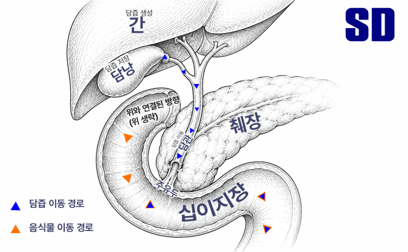 십이지장으로 담즙이 흘러가는 경로