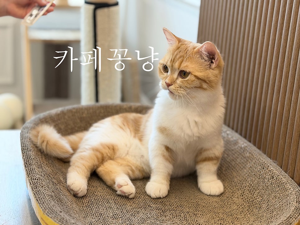 카페꽁냥 사진 1