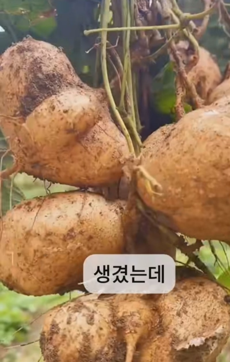 히마카 멕시코 감자 얍빈 당뇨 천연인슐린 콜레스테롤 다이어트 장건강에 좋아요