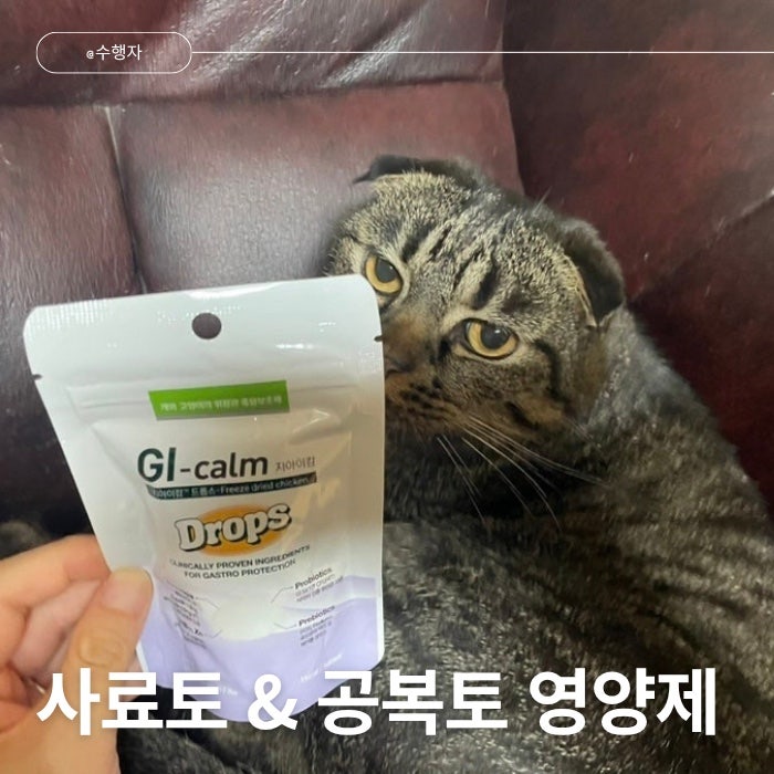 고양이사료토 해결법 위장관 보조제로 구토 잡기