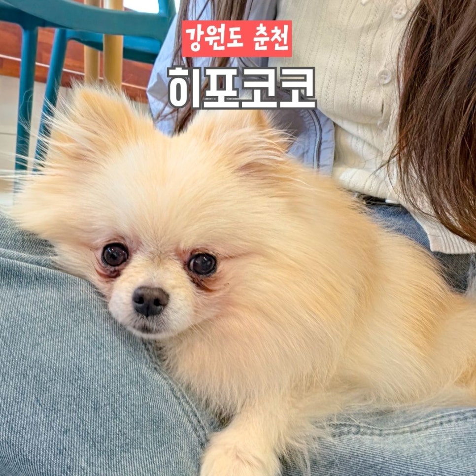 히포코코 사진 1