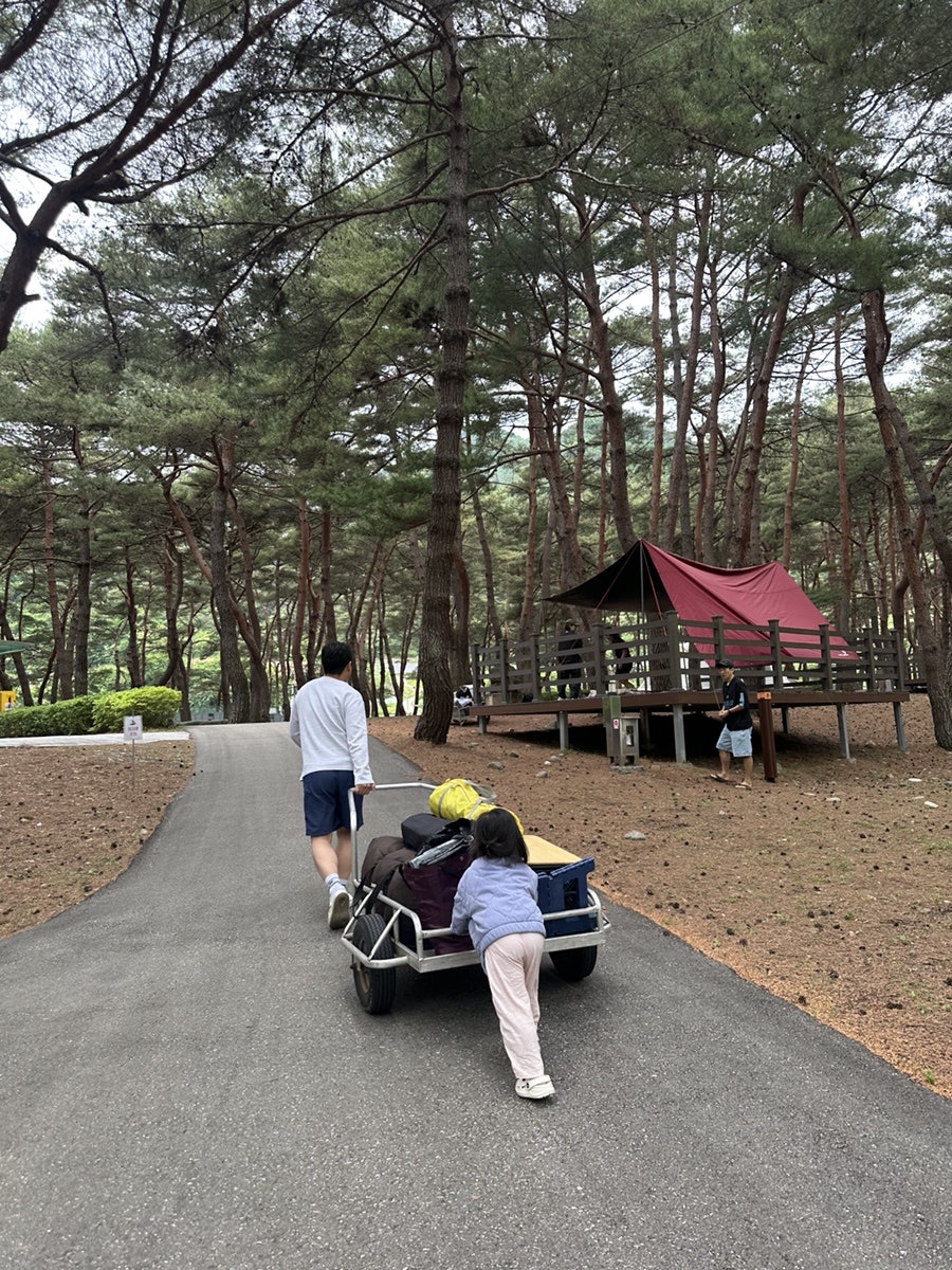회동솔향캠핑장 사진 4
