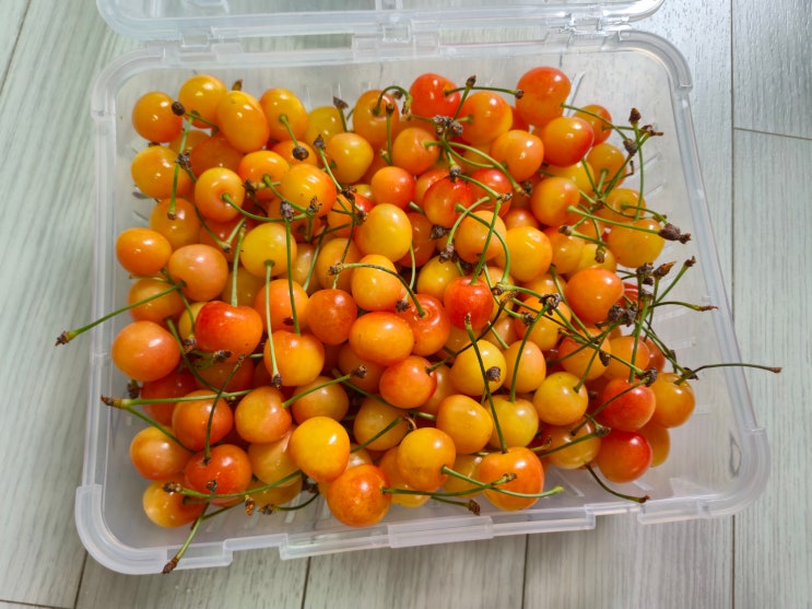  [체험단] 여름과일은 다 맛있는 농장 추천! 복숭아, 체리 맛집 달빠농 레이니어체리