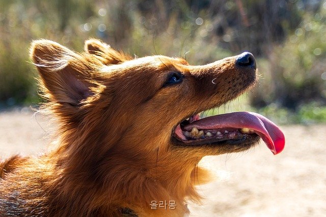 올라몽 사진 5