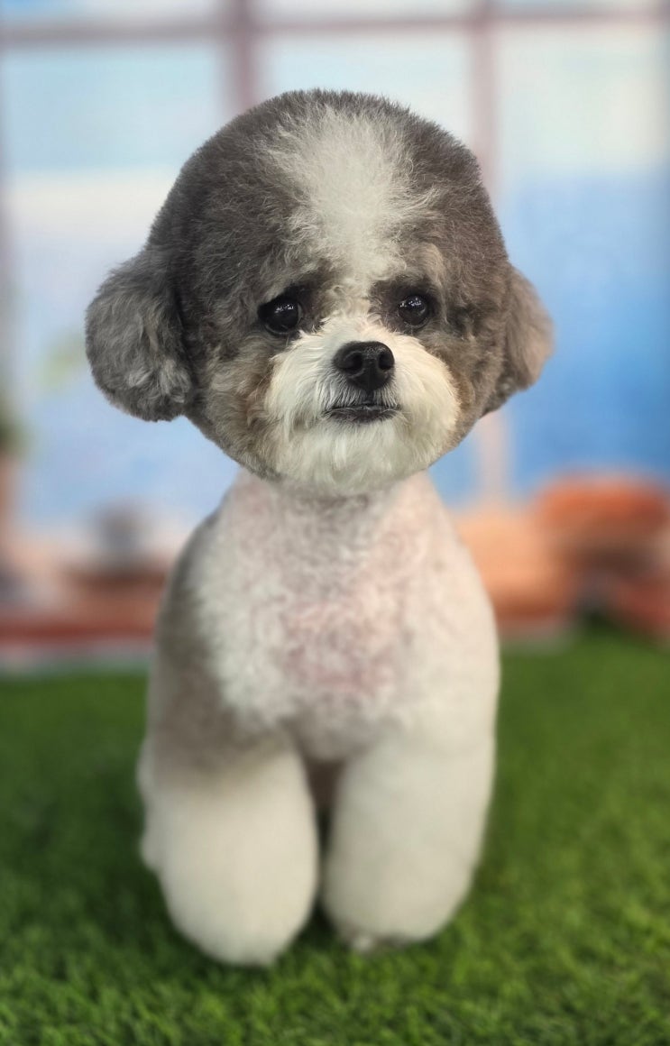  대전애견미용학원, 자격증보다 먼저 확인해야 할 기준