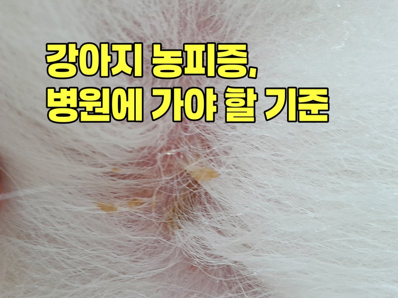 강아지 농피증, 병원에 가야 할 기준 — 25년 수의사의 진짜 판단법