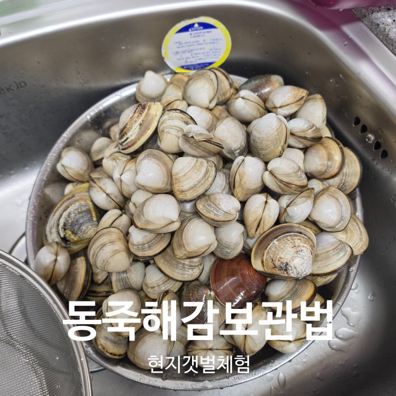 갯벌에서 직접 캔 동죽조개 해감 방법 손질 칼국수 냉동 보관법