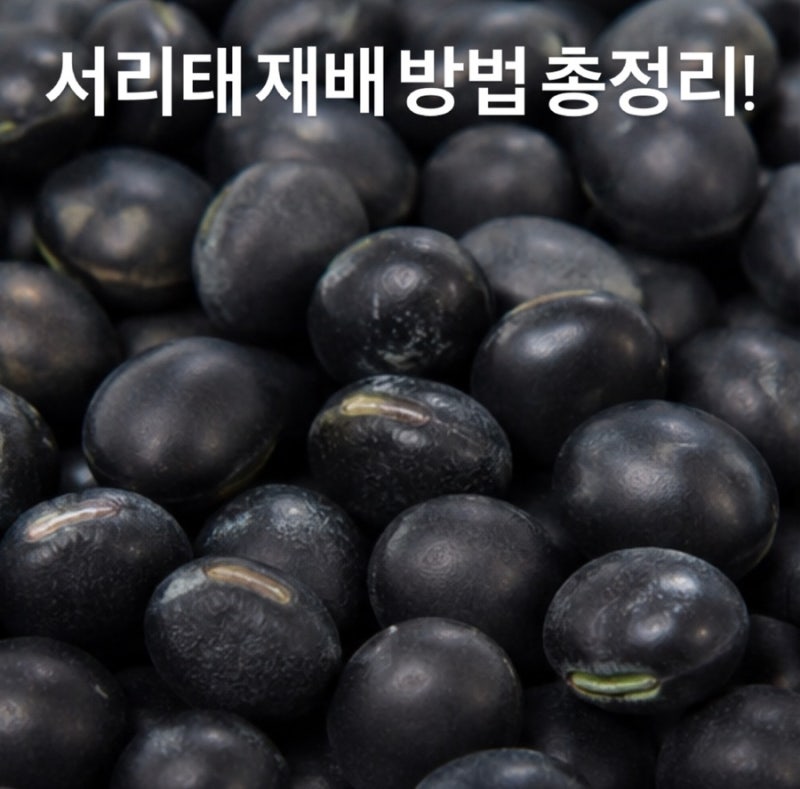 서리태 재배 방법 총정리!｜심는 시기, 심는 방법, 수확 시기까지