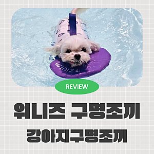 강아지구명조끼추천 위니즈 젤리빈 말티즈 착용 후기