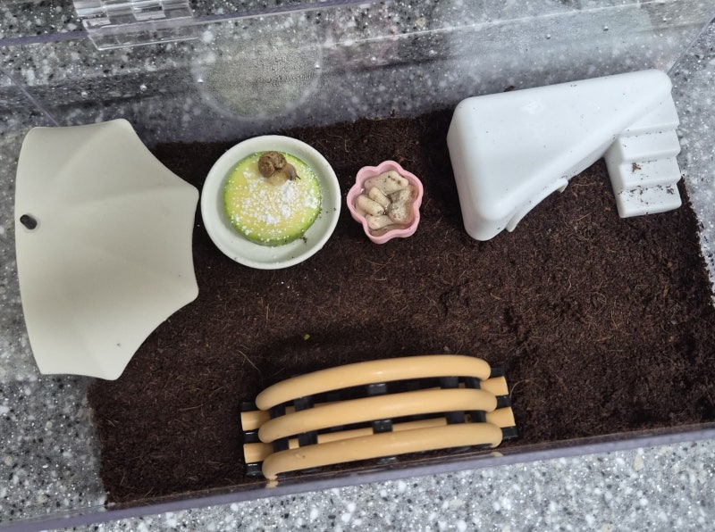 명주 달팽이집 아크릴 사육장 꾸미기❤️