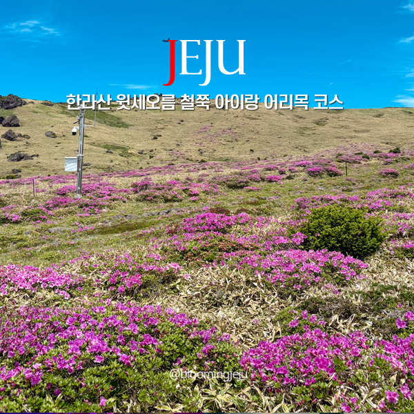  한라산 등반 예약 없이 윗세오름 철쭉 아이랑 어리목 등산 코스