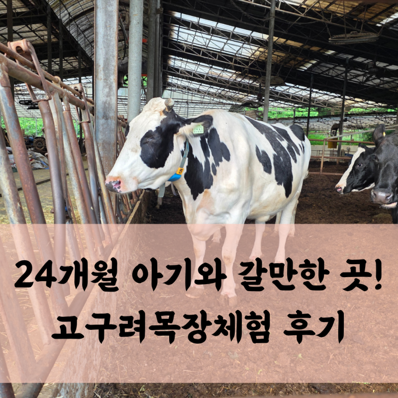 24개월 아기랑 갈만한 곳! 파주 고구려목장체험 후기