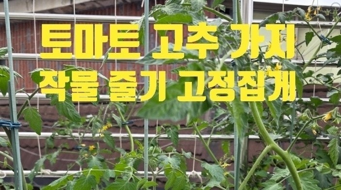 텃밭 작물 가지 고정하는 토마토 고추 원예용 집게 다이소 구입