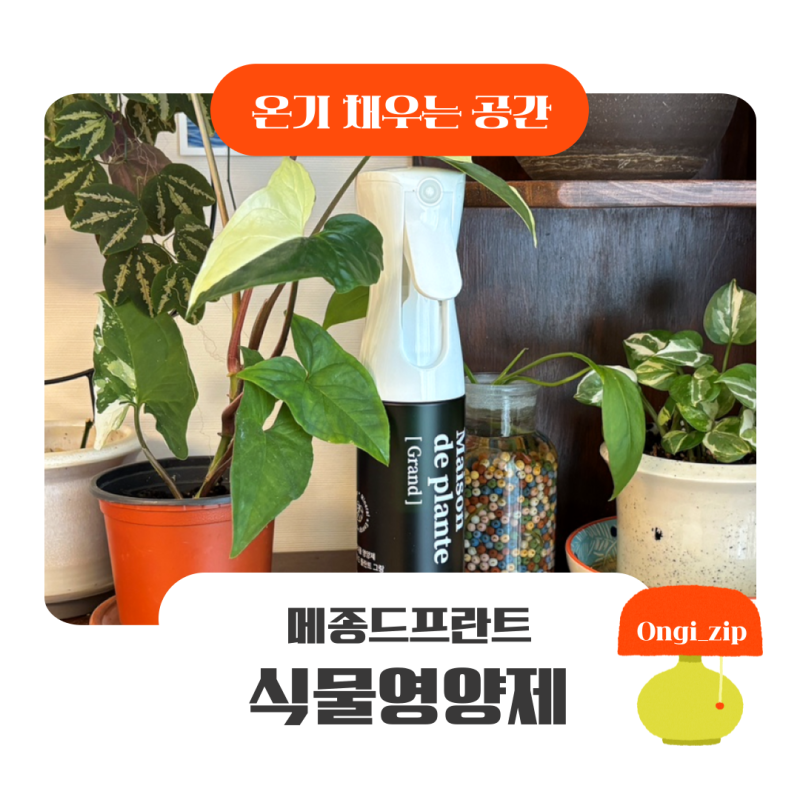 식물 뿌리 발근제 추천 | 메종드플란트 식물영양제 사용 후 후마타고사리에 새잎이 올라왔어....
