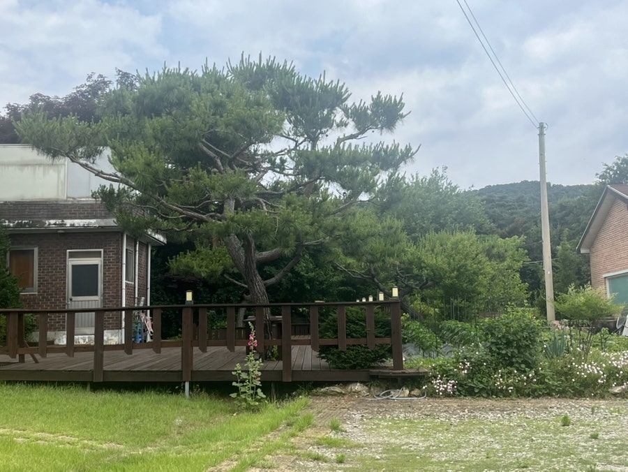 강화섬보리밥 사진 2