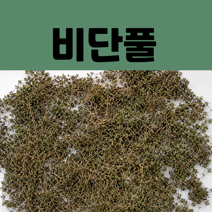  비단풀 효능 부작용 먹는법 총정리