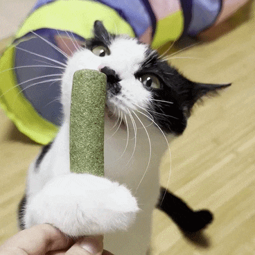  고양이 캣닢 마따따비 장난감으로 여름철 스트레스 관리
