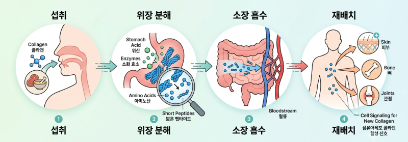 돼지껍데기 콜라겐이 피부로 직행하지 못하는 이유 — 똑똑하게 채우는 방법
