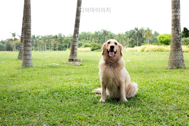 디어마이아지 사진 5