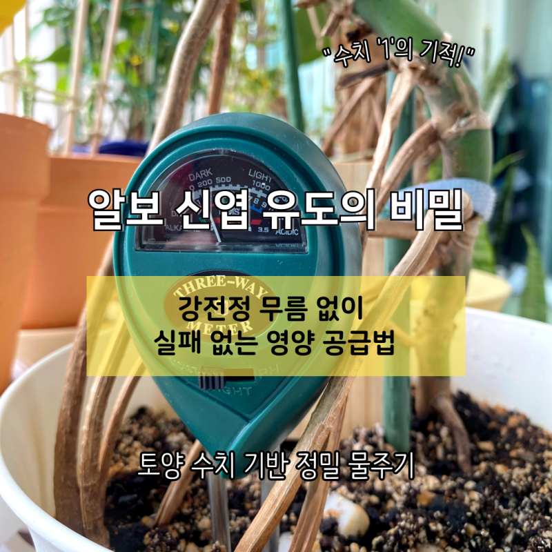몬스테라 알보 신엽 유도, 토양 수분 측정기 수치 기반 물주기 및 영양 공급법