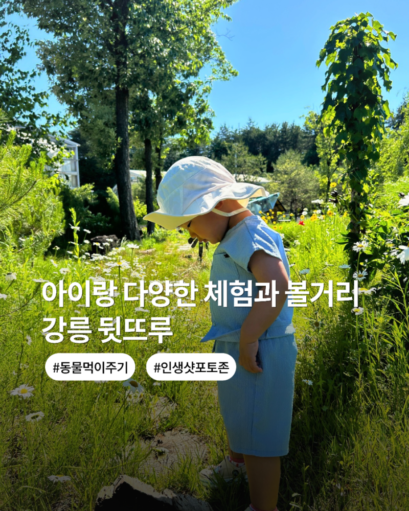 강릉 아이랑 가볼만한 곳 추천 뒷뜨루 관광농원 동물 먹이주기 체험 포토존에서 인생샷