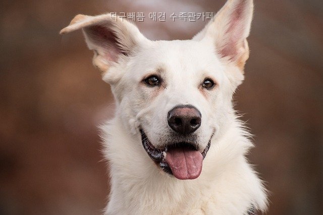 덕구빼꼼 사진 3