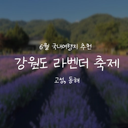 [강원도]6월 라벤더 축제 총정리::동해 무릉별유천지, 고성 하늬라벤더팜 (일정/가격/꿀팁)