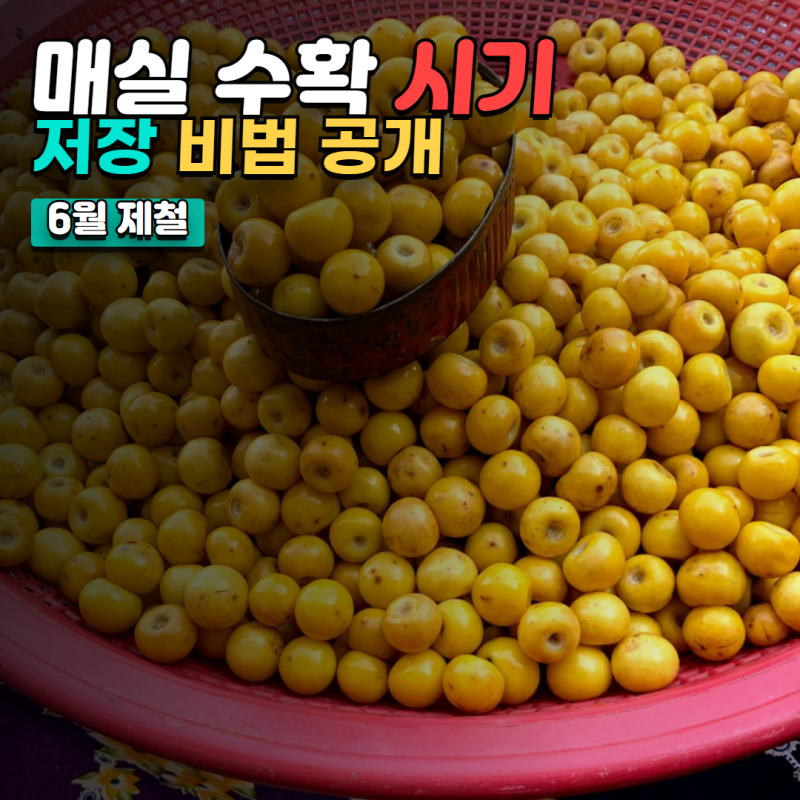 매실 수확 시기 및 저장 방법: 6월 제철 매실, 제대로 즐기는 비법