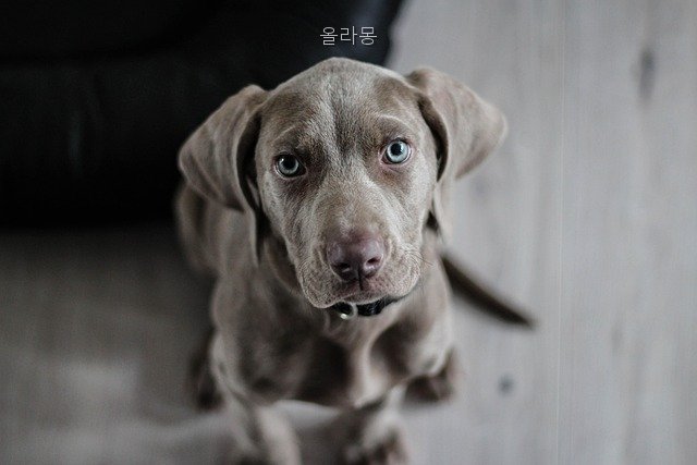 올라몽 사진 2