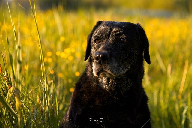 올라몽 사진 3
