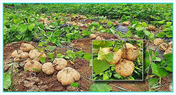 히카마 효능, 왜 당뇨 환자들이 찾을까? 혈당 관리에 도움되는 이유 총정리