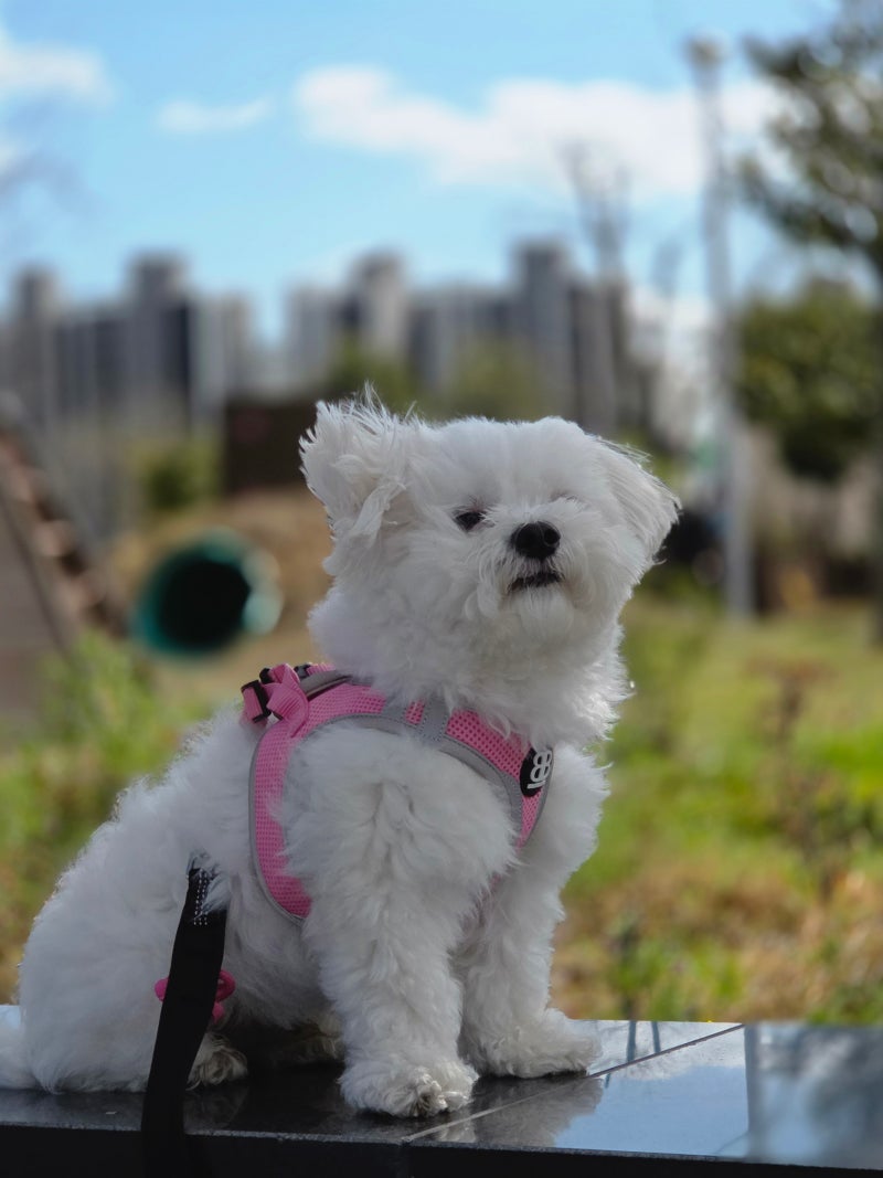 소형견 하네스 정착기 | 불리빌로우 | 러프웨어 | 호지