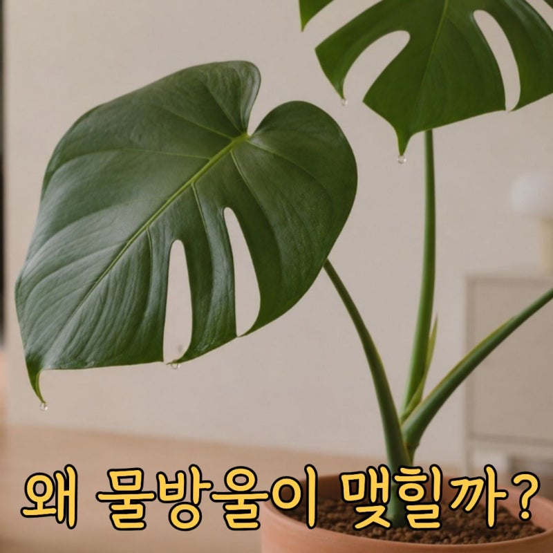 몬스테라 잎끝에 물방울이 맺히는 이유와 일액현상 정리