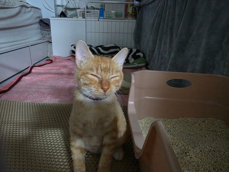  고양이 압박 배뇨 방법을 바꿔본 모카 이야기