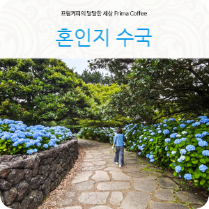 제주도수국명소 제주 혼인지 산책