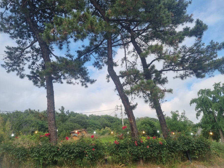오송민물장어 사진 1