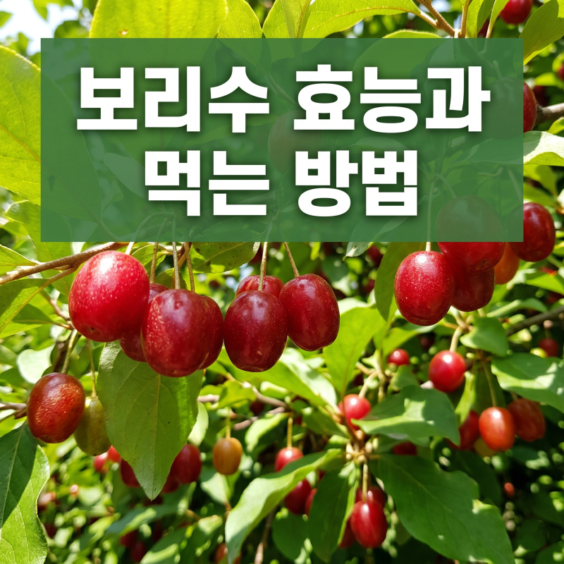 보리수 먹는 방법 완벽 가이드 1편 — 효능과 기본 먹는 법