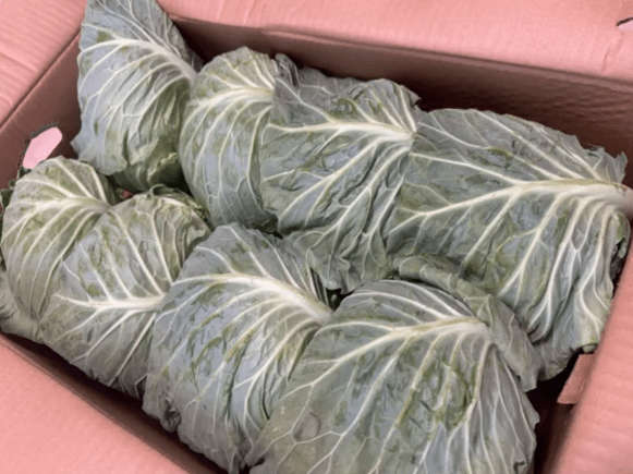  양배추 농장 사장님이 공개한 ‘진짜 맛있는 양배추 특징’