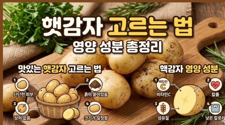   [제철 감자 1탄] 지금이 제일 맛있는 햇감자 고르는 법 & 영양 성분 총정리