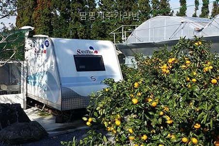 팜핑제주 사진 3