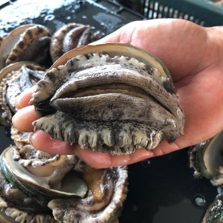 완도 활전복 산소팩 택배: 살아있는 신선함을 집까지!